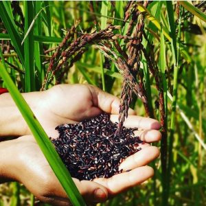 organic-black-rice